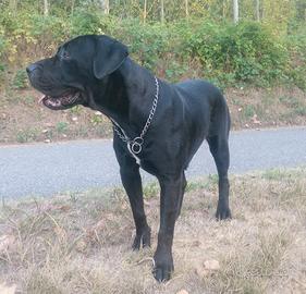 Presa/ dogo canario