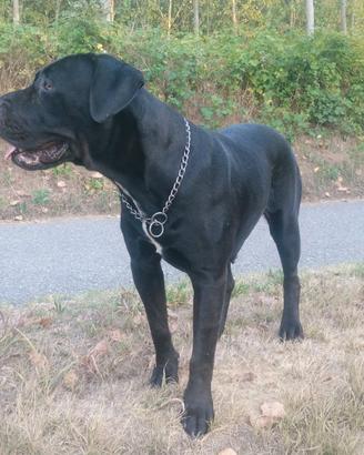 Presa/ dogo canario