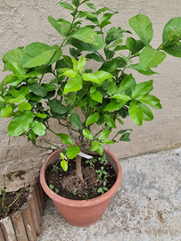 Vivaio Piante di limoni fiorite