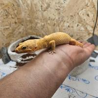Geco leopardino