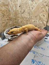Geco leopardino