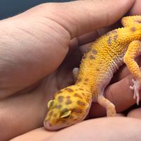 Geco Leopardino Raptor