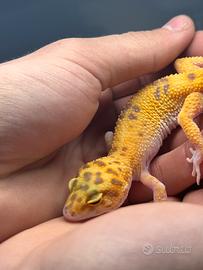 Geco Leopardino Raptor