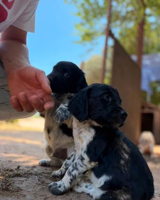 Cuccioli di Espaniel Breton