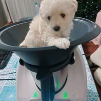 Cuccioli maltipoo 2 mesi, dispindibili subito