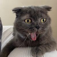 Gatto Scottish Fold Grigio