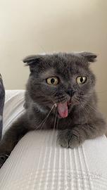 Gatto Scottish Fold Grigio