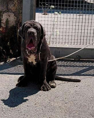 Mastino napoletano