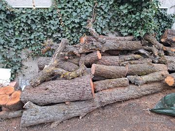 tronchi albero pero e albicocche