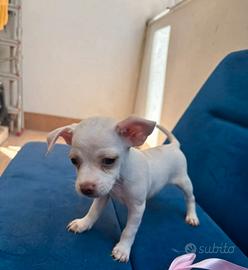 Cucciola chihuahua prezzo trattabile