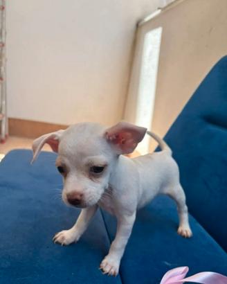 Cucciola chihuahua prezzo trattabile
