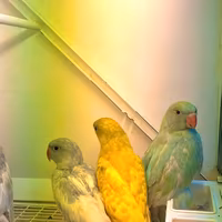 Parrocchetti dal collare appena svezzati