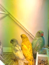 Parrocchetti dal collare appena svezzati