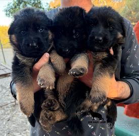 Cuccioli pastore tedesco