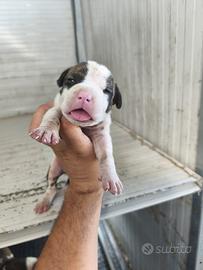 Cuccioli American staffhordshire terrier