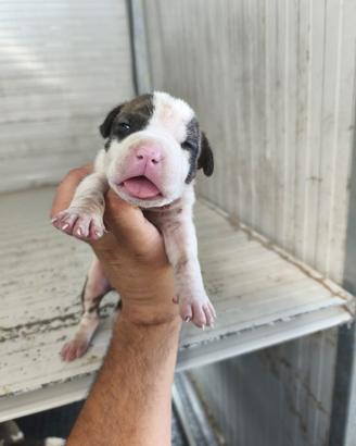 Cuccioli American staffhordshire terrier