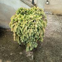 talea pianta pendente 