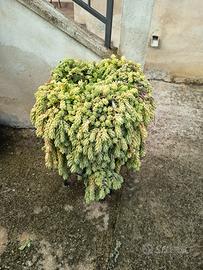 talea pianta pendente 