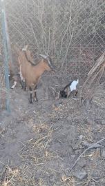Caprette somalo tibetane