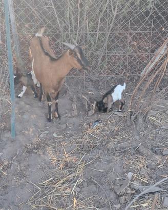 Caprette somalo tibetane