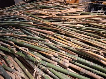 canne di bamboo 