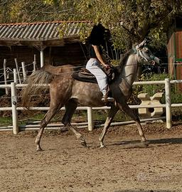 Cavallo