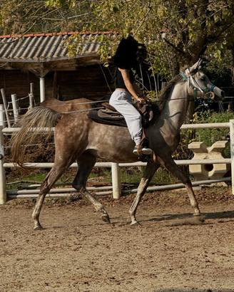 Cavallo