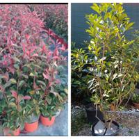 Piante da siepe di photina rossa e leyLandi