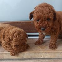 Cuccioli barboncino red toy
