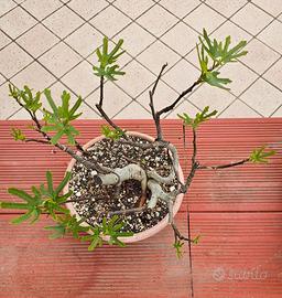 Bonsai Fico (ficus carica) 