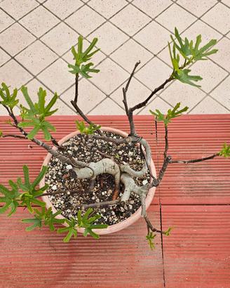 Bonsai Fico (ficus carica) 