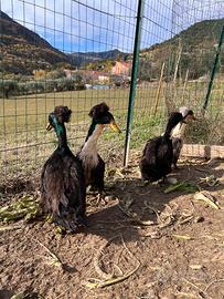 Coppia Anatre ciuffate