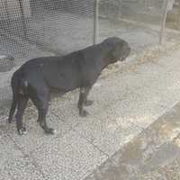 Cane corso femmina regalasi