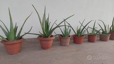 Piante in vaso di Aloe Vera