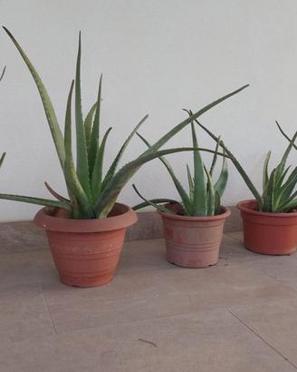 Piante in vaso di Aloe Vera