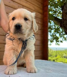 Golden Retriever cuccioli