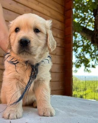 Golden Retriever cuccioli