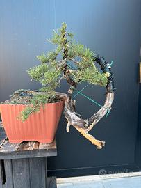 Bonsai cipresso