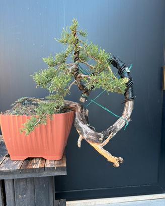 Bonsai cipresso