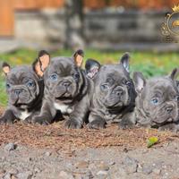 Strepitosi Maschietti Bulldog francese Total Blu