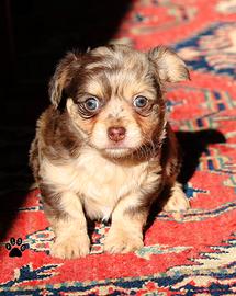 Cucciolo di chihuahua merlé