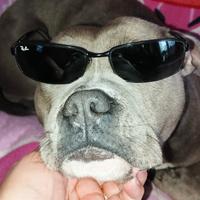 Occhiali da sole Rayban 