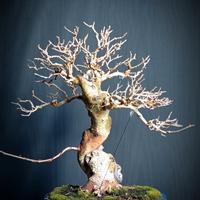 Gelso bianco (Morus alba)