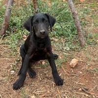 Cuccioli di labrador _femmine_