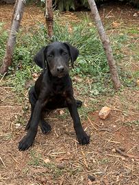 Cuccioli di labrador _femmine_