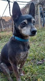Cagnolino taglia piccola