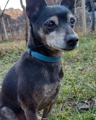 Cagnolino taglia piccola