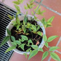 Piante di nandina con vaso