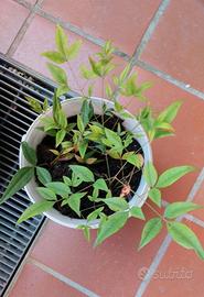 Piante di nandina con vaso