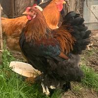 Gallo Brahma